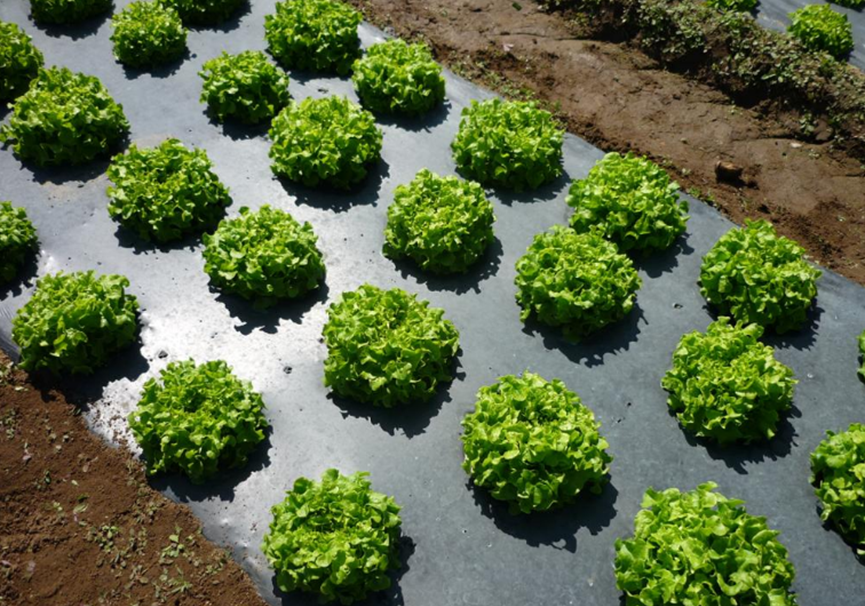 Biodegradable compostable mulching film for agriculture use