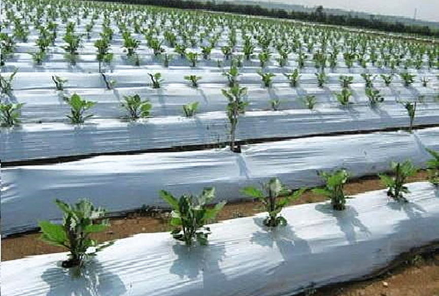 Perforated plastic uv pe mulch film use for vegetable planting